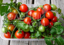 Насіння томатів Рубінек / Rubinek, 60-70 днів купити оптом і в роздріб в Україні за вигідною ціною