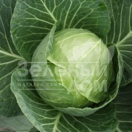 Семена капусты белокочанной Раменос F1 / Ramenos F1,120-125 дней купить оптом и в розницу в Украине по выгодной цене
