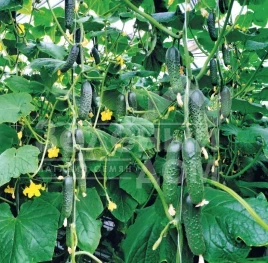 Семена огурцов Спино F1 / Spino F1,36-40 дней купить оптом и в розницу в Украине по выгодной цене
