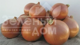 Насіння цибулі ріпчастої Бріджер F1 / Bridger F1, 270-280 днів купити оптом і в роздріб в Україні за вигідною ціною