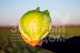 Семена капусты белокочанной Золтан F1 (NiZ 17-1265) / Zoltan F1 (NiZ 17-1265),120-125 дней купить оптом и в розницу в Украине по выгодной цене