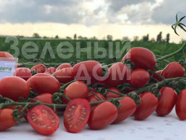 Насіння томатів Люсі Плюс F1 / Luci Plus F1,95-100 днів купити оптом і в роздріб в Україні за вигідною ціною