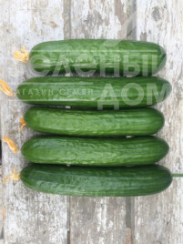 Насіння огірків Базіс F1 / Bazis F1,45 днів купити оптом і в роздріб в Україні за вигідною ціною