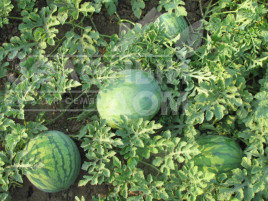Насіння кавуна ЛС 1552 F1 / LS 1552 F1,70-75 днів купити оптом і в роздріб в Україні за вигідною ціною
