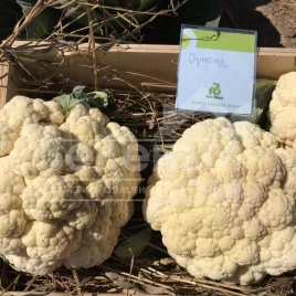 Семена капусты цветной Ормонд / Ormonde,80 дней купить оптом и в розницу в Украине по выгодной цене