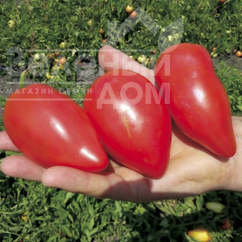 Насіння томатів Беліз F1 / Beliz F1, 65-70 днів купити оптом і в роздріб в Україні за вигідною ціною