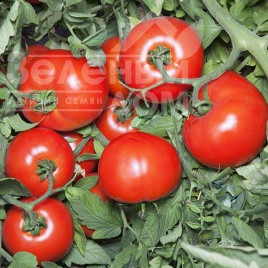 Насіння томатів Хайд F1 / Hayd F1,115-125 днів купити оптом і в роздріб в Україні за вигідною ціною