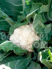 Семена капусты цветной Кердос F1 / Kerdous F1,65-75 дней купить оптом и в розницу в Украине по выгодной цене