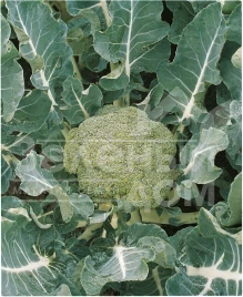 Семена капусты брокколи Батавия F1 / Batavia F1,65-68 дней купить оптом и в розницу в Украине по выгодной цене