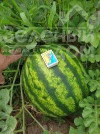 Семена арбуза Ред Берри F1 / Red Berry F1, 65-67 дней купить оптом и в розницу в Украине по выгодной цене