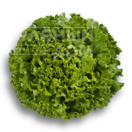 Насіння салату Патішн / Partition купити оптом і в роздріб в Україні за вигідною ціною