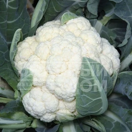 Семена капусты цветной Ванза F1 / Vanza F1,50-55 дней купить оптом и в розницу в Украине по выгодной цене