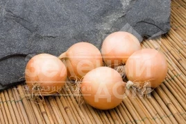 Лук репчатый Дерби F1 / Derby F1,90-95 дней купить оптом и в розницу в Украине по выгодной цене