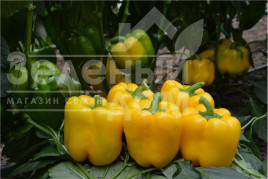 Насіння солодкого перцю Анталія F1 / Antalia F1,60-70 днів купити оптом і в роздріб в Україні за вигідною ціною