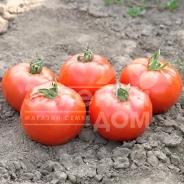 Семена томатов Флорида F1 / Florida  F1,75 дней купить оптом и в розницу в Украине по выгодной цене