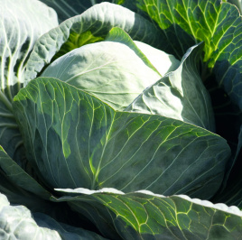 Насіння капусти білокачанної Кебтон F1 / Cabton F1,120 днів купити оптом і в роздріб в Україні за вигідною ціною