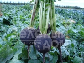 Семена редьки Пантер / Panter,60-70 дней купить оптом и в розницу в Украине по выгодной цене