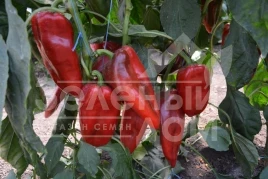 Семена сладкого перца Каптур F1 / Kaptur F1,70-75 дней купить оптом и в розницу в Украине по выгодной цене
