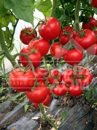 Семена томатов Леда F1 / Leda F1,95-105 дней купить оптом и в розницу в Украине по выгодной цене