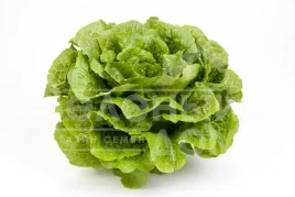 Семена салата Октавиус / Octavius купить оптом и в розницу в Украине по выгодной цене