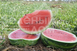 Насіння кавуна Колумбія F1 / Сolumbia F1,70-75 днів купити оптом і в роздріб в Україні за вигідною ціною