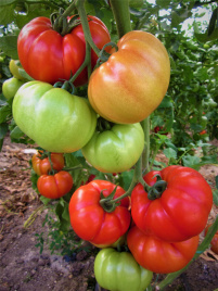 Насіння томатів Туна F1 / Tuna F1 купити оптом і в роздріб в Україні за вигідною ціною