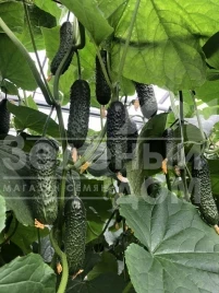 Семена огурцов Илонара F1 / Ilonara F1 купить оптом и в розницу в Украине по выгодной цене