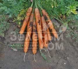 Семена моркови Анина / Anina,110-120 дней купить оптом и в розницу в Украине по выгодной цене