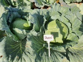 Насіння капусти білокачанної Шані F1 / Shani F1,60-70 днів купити оптом і в роздріб в Україні за вигідною ціною