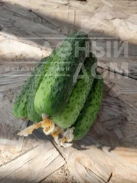 Семена огурцов Астон F1 / Аston F1  купить оптом и в розницу в Украине по выгодной цене