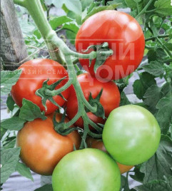Насіння томатів Торіно F1 / Torino F1,90-100 днів купити оптом і в роздріб в Україні за вигідною ціною