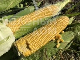 Насіння кукурудзи 1801 F1 / 1801 F1, 74-77 днів купити оптом і в роздріб в Україні за вигідною ціною
