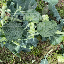 Насіння капусти броколі Гонгга F1 / Gongga F1,65-70 днів купити оптом і в роздріб в Україні за вигідною ціною