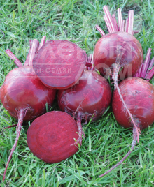 Насіння буряка Шот Топ  / Short Top,115-120 днів купити оптом і в роздріб в Україні за вигідною ціною