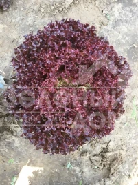 Семена салата Туска / Tuska купить оптом и в розницу в Украине по выгодной цене