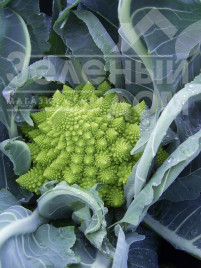 Насіння капусти романеско Вердоне F1 / Verdone F1,80-85 днів купити оптом і в роздріб в Україні за вигідною ціною