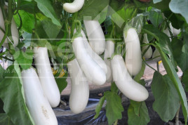 Насіння баклажанів Аретуза F1 / Aretussa F1,100-110 днів купити оптом і в роздріб в Україні за вигідною ціною