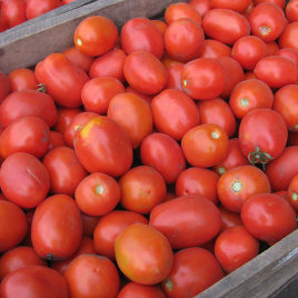 Насіння томатів Семарол / Semarol, 50-60 днів купити оптом і в роздріб в Україні за вигідною ціною