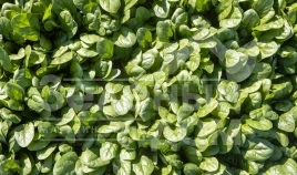 Семена шпината Тундра F1 / Tundra F1 купить оптом и в розницу в Украине по выгодной цене