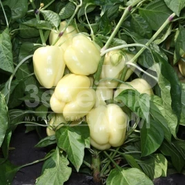 Семена сладкого перца КС 3311 F1 / KS 3311 F1 купить оптом и в розницу в Украине по выгодной цене