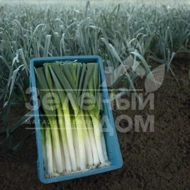 Лук порей Форрест / Forrest,85-90 дней купить оптом и в розницу в Украине по выгодной цене