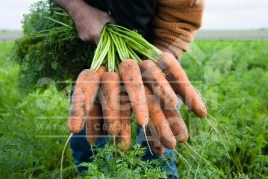 Семена моркови Кардиф F1 / Cardiff F1,135 дней купить оптом и в розницу в Украине по выгодной цене