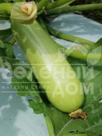 Семена кабачков Регги (INX 1424) F1 / Raggi (INX 1424) F1,37-40 дней купить оптом и в розницу в Украине по выгодной цене