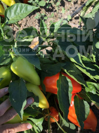 Насіння солодкого перцю Пілот F1 / Pilot F1,110-140 днів купити оптом і в роздріб в Україні за вигідною ціною