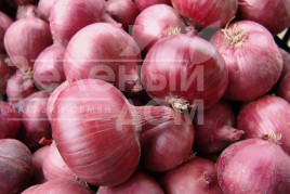 Цибуля ріпчаста Кармен / Karmen,120 днів купити оптом і в роздріб в Україні за вигідною ціною