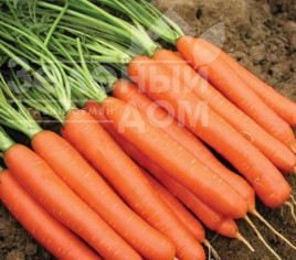 Насіння моркви Тіп-Топ / Tip-Top,100-110 днів купити оптом і в роздріб в Україні за вигідною ціною