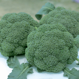 Насіння капусти броколі Баро Стар F1 / Baro Star F1,65-70 днів купити оптом і в роздріб в Україні за вигідною ціною