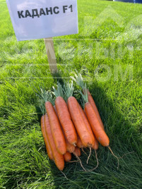 Насіння моркви Каданс F1 / Kadans F1,135 днів купити оптом і в роздріб в Україні за вигідною ціною