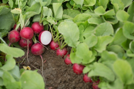 Насіння редису Арлі F1 / Arley F1 купити оптом і в роздріб в Україні за вигідною ціною