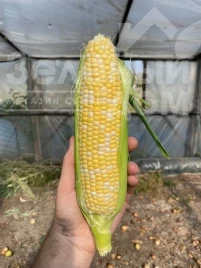 Семена кукурузы Сприц F1 / Spritz F1, 73-74 дня купить оптом и в розницу в Украине по выгодной цене